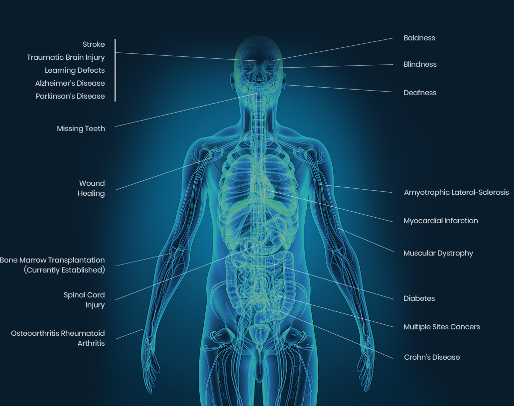 Potential Uses of Stem Cells