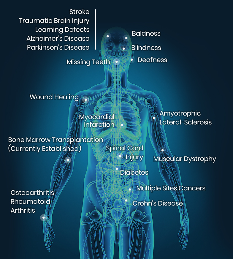 Potential Uses of Stem Cells