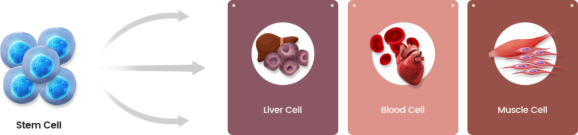 Liver Cell, Blood Cell, Muscle Cell