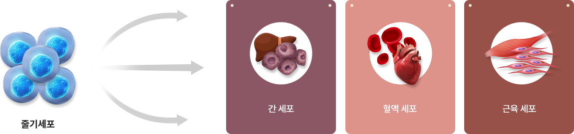 Liver Cell, Blood Cell, Muscle Cell