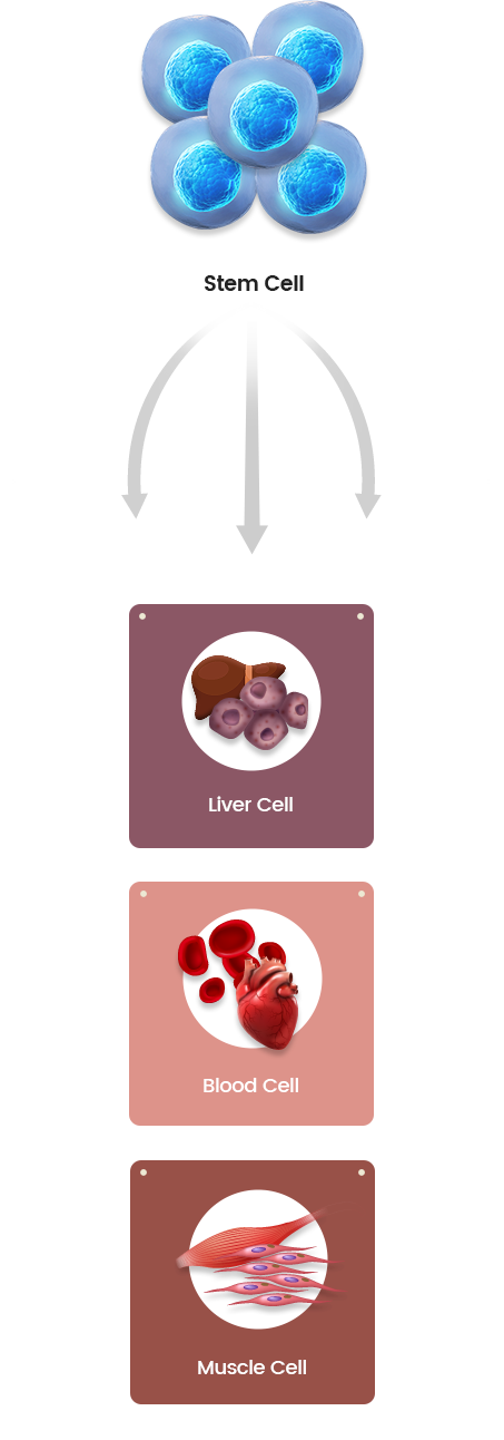 Liver Cell, Blood Cell, Muscle Cell
